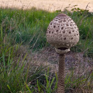  	Großer Schirmling...... Roland Winkler